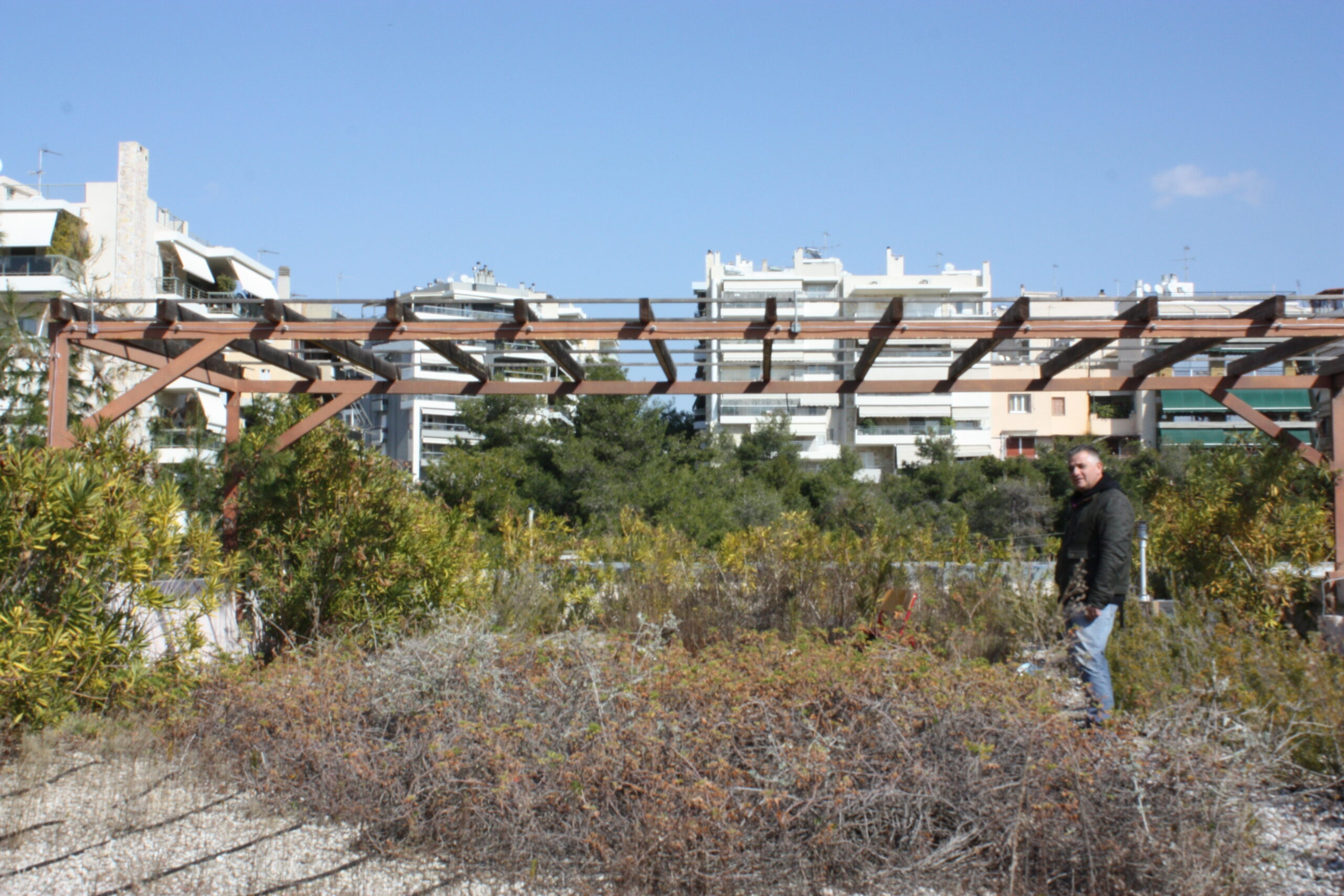 ανάπτυξη φυτών 7 χρόνια μετά στο φυτεμένο δώμα (Roof Garden)