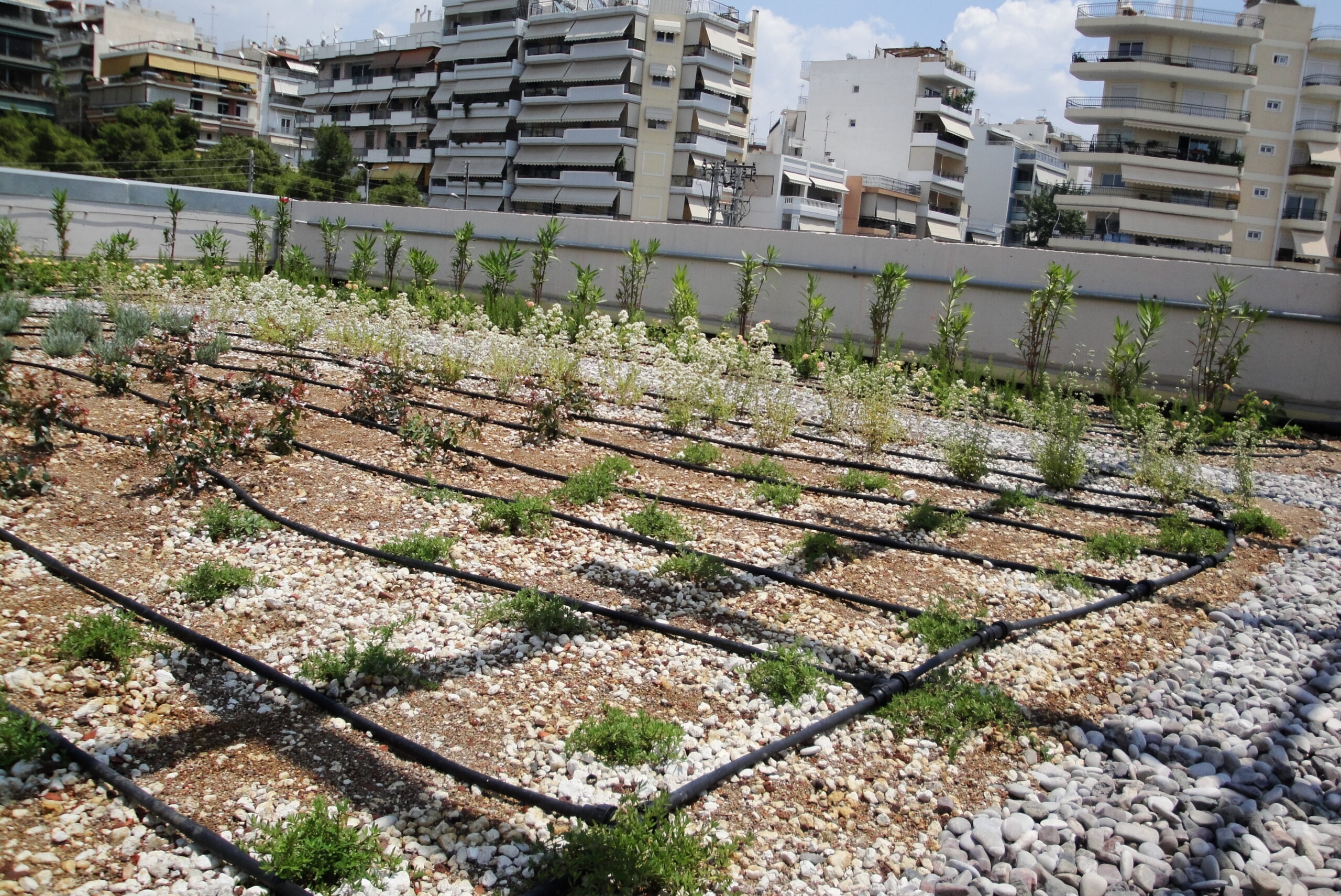 διάταξη αρδευτικού δικτύου στο φυτεμένο δώμα (Roof Garden)