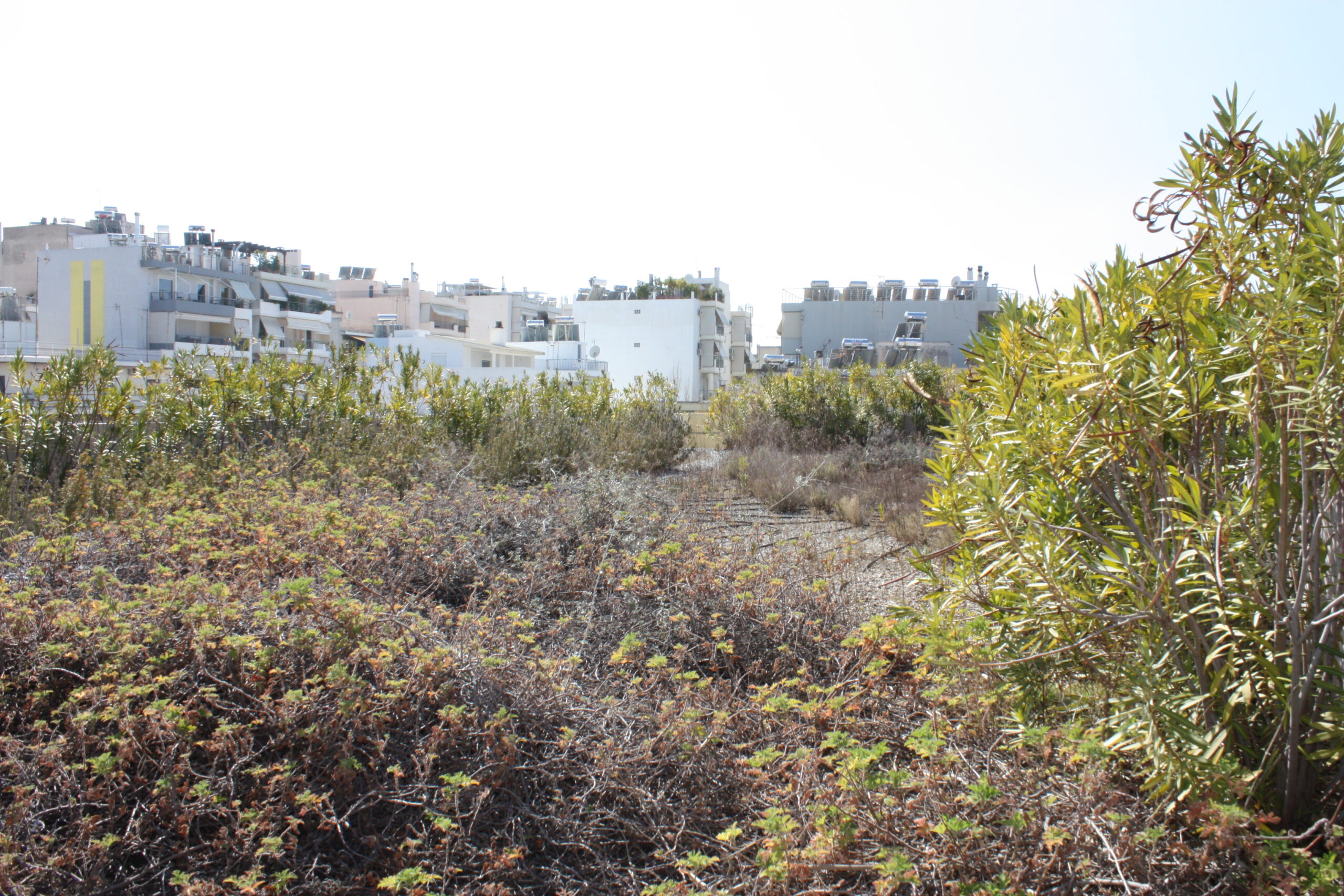 ανάπτυξη φυτών 7 χρόνια μετά