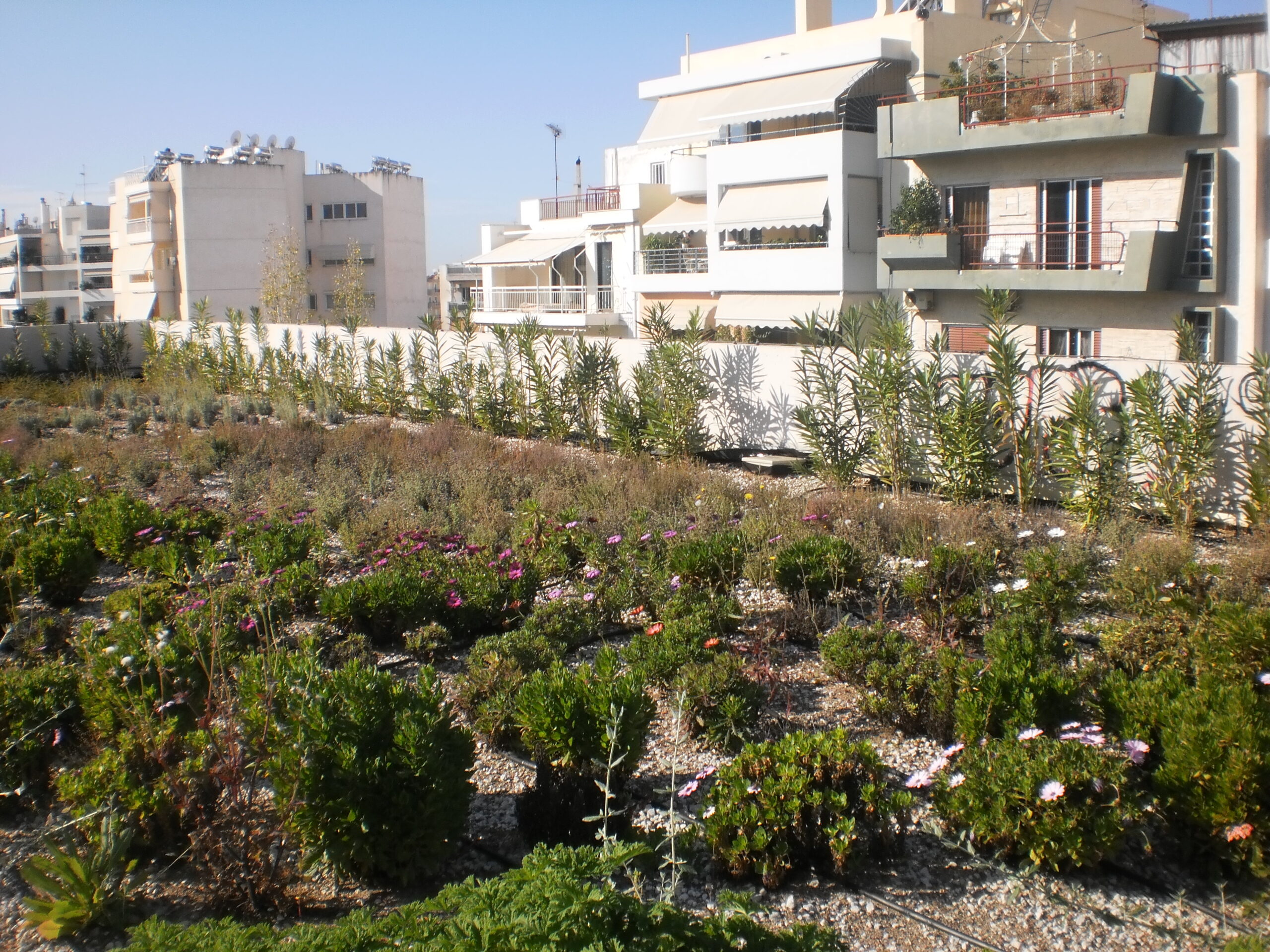 ανάπτυξη φυτών 10 μήνες μετά στο φυτεμένο δώμα (Roof garden)